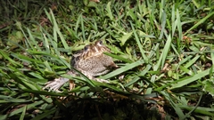 Odontophrynus