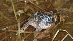 Odontophrynus