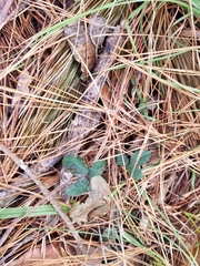 Potentilla canadensis