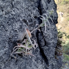 Tradescantia sillamontana