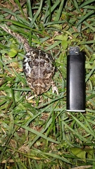 Odontophrynus