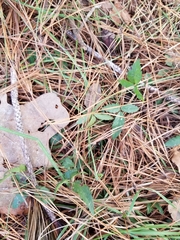 Potentilla canadensis