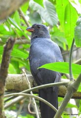 Trogon massena