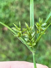 Cyperus hyalinus