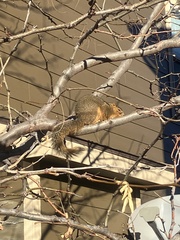 Sciurus niger