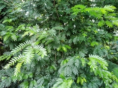 Calliandra surinamensis