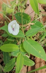 Clitoria