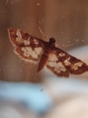 Diacme elealis