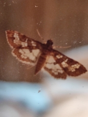 Diacme elealis