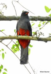 Trogon massena
