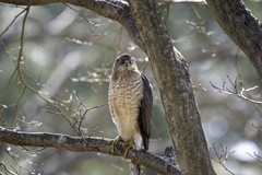Accipiter cooperii