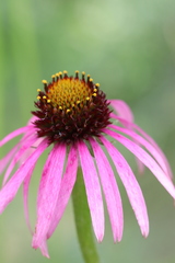 Echinacea simulata