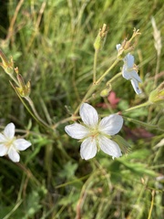 Geranium richardsonii