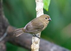 Sporophila corvina