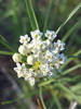 Horsetail Milkweed - Photo (c) Alex Abair, some rights reserved (CC BY-NC), uploaded by Alex Abair