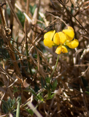 Acmispon wrangelianus