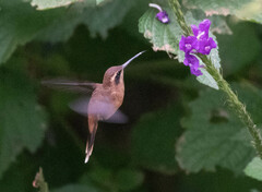 Phaethornis striigularis