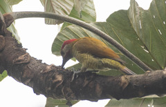 Colaptes rubiginosus