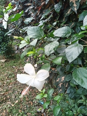 Hibiscus arnottianus