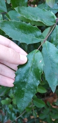 Berberis aquifolium