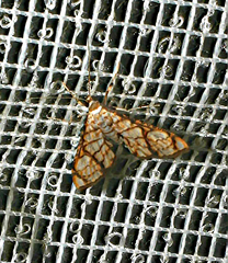 Pyralidae