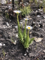 Osmitopsis glabra