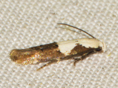 Mompha circumscriptella