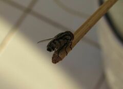 Miltogramma taeniata