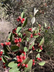 Cotoneaster pannosus