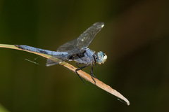 Libellula comanche