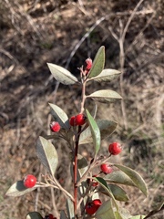 Cotoneaster pannosus