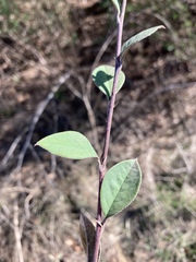 Cotoneaster pannosus