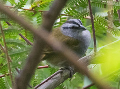 Arremonops conirostris