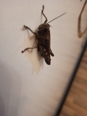 Anacridium aegyptium