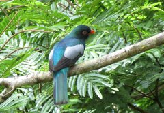 Trogon massena