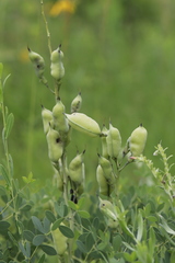 Baptisia australis aberrans