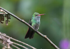 Amazilia tzacatl