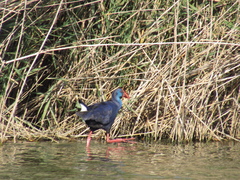 Porphyrio porphyrio