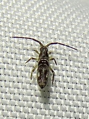 Entomobryomorpha