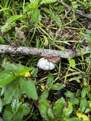 Orthalicus floridensis