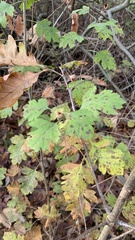 Scandosorbus intermedia