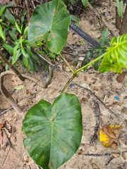 Montrichardia