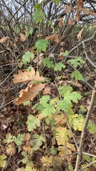 Scandosorbus intermedia