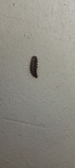 Dermestes