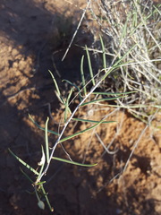 Talinum polygaloides