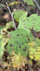 Scandosorbus intermedia