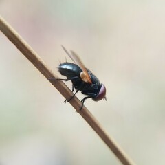 Gnadochaeta