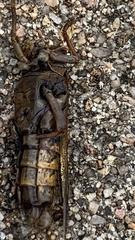 Melanoplus differentialis