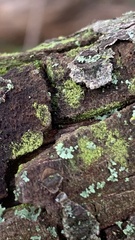 Candelariella efflorescens