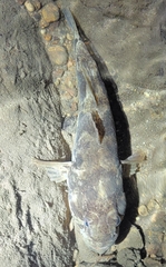 Odontobutis obscurus
